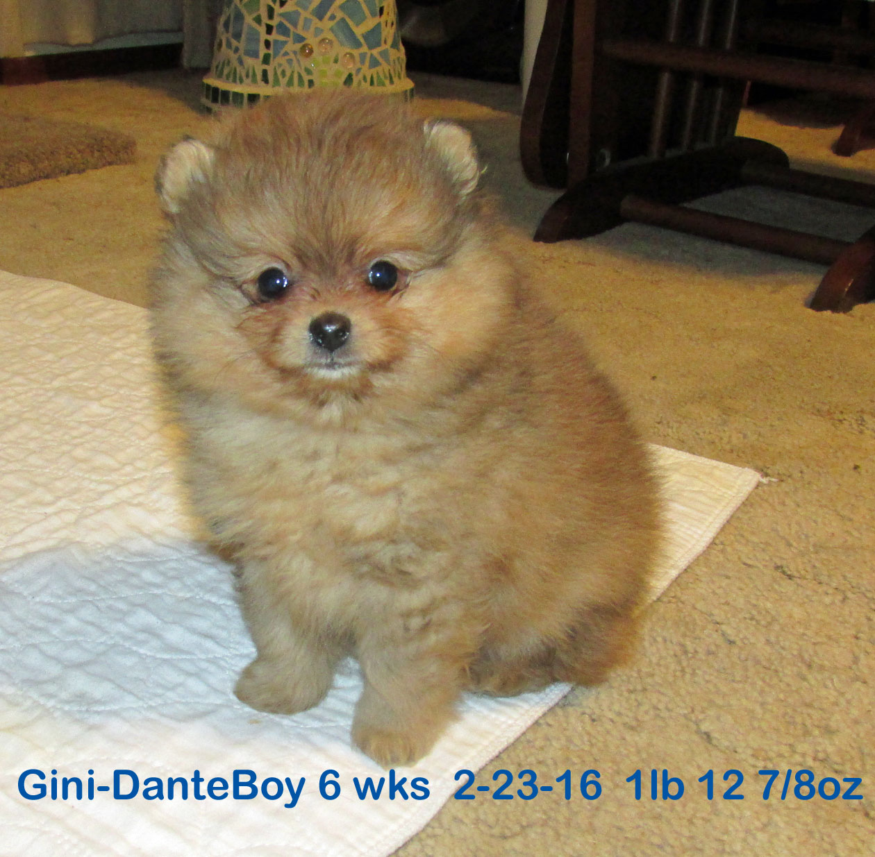 Gini-DanteBoy2-23-166wks1daysit.jpg (80826 bytes)