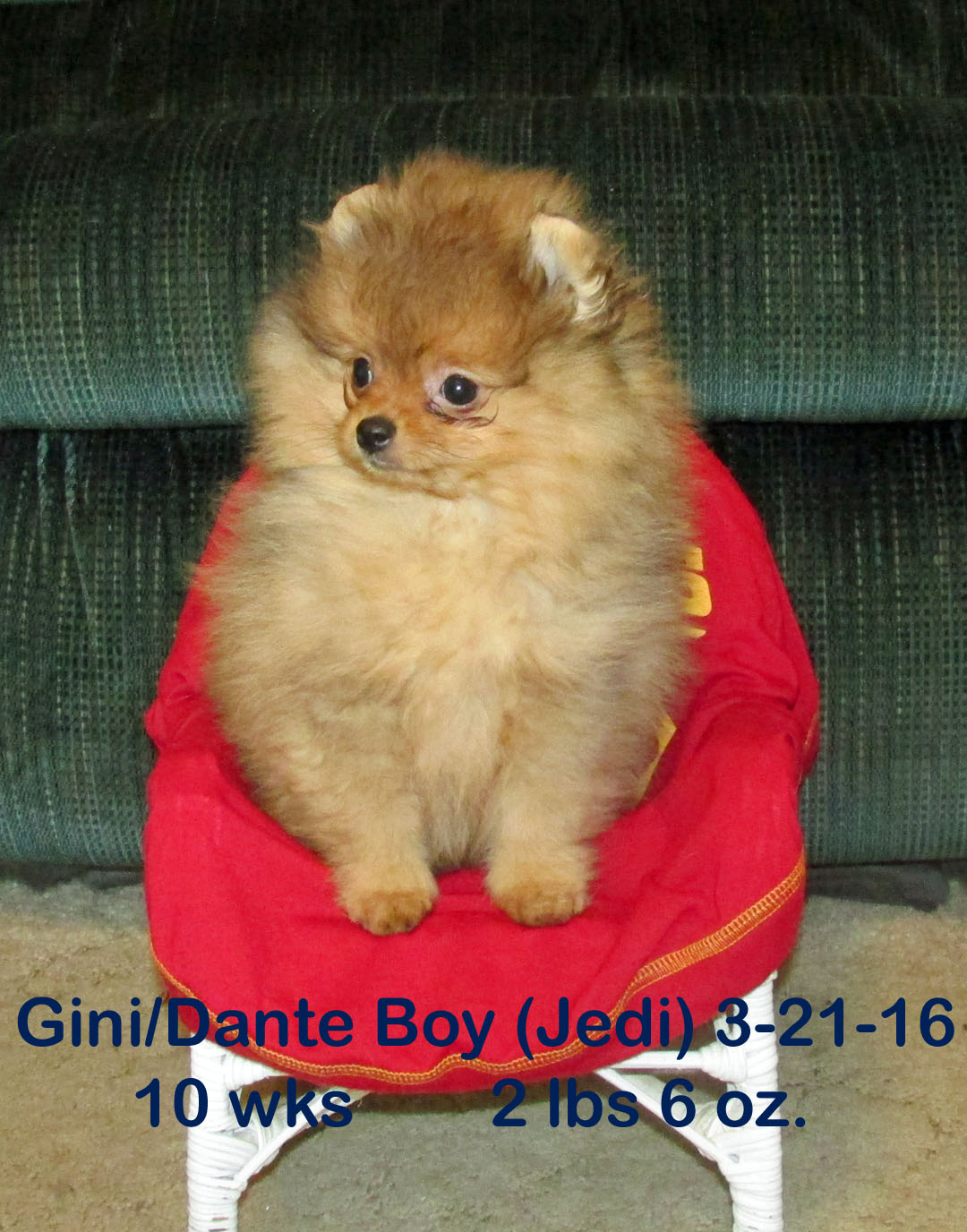 Gini-DanteBoyJedi3-21-1610wks.jpg (80826 bytes)