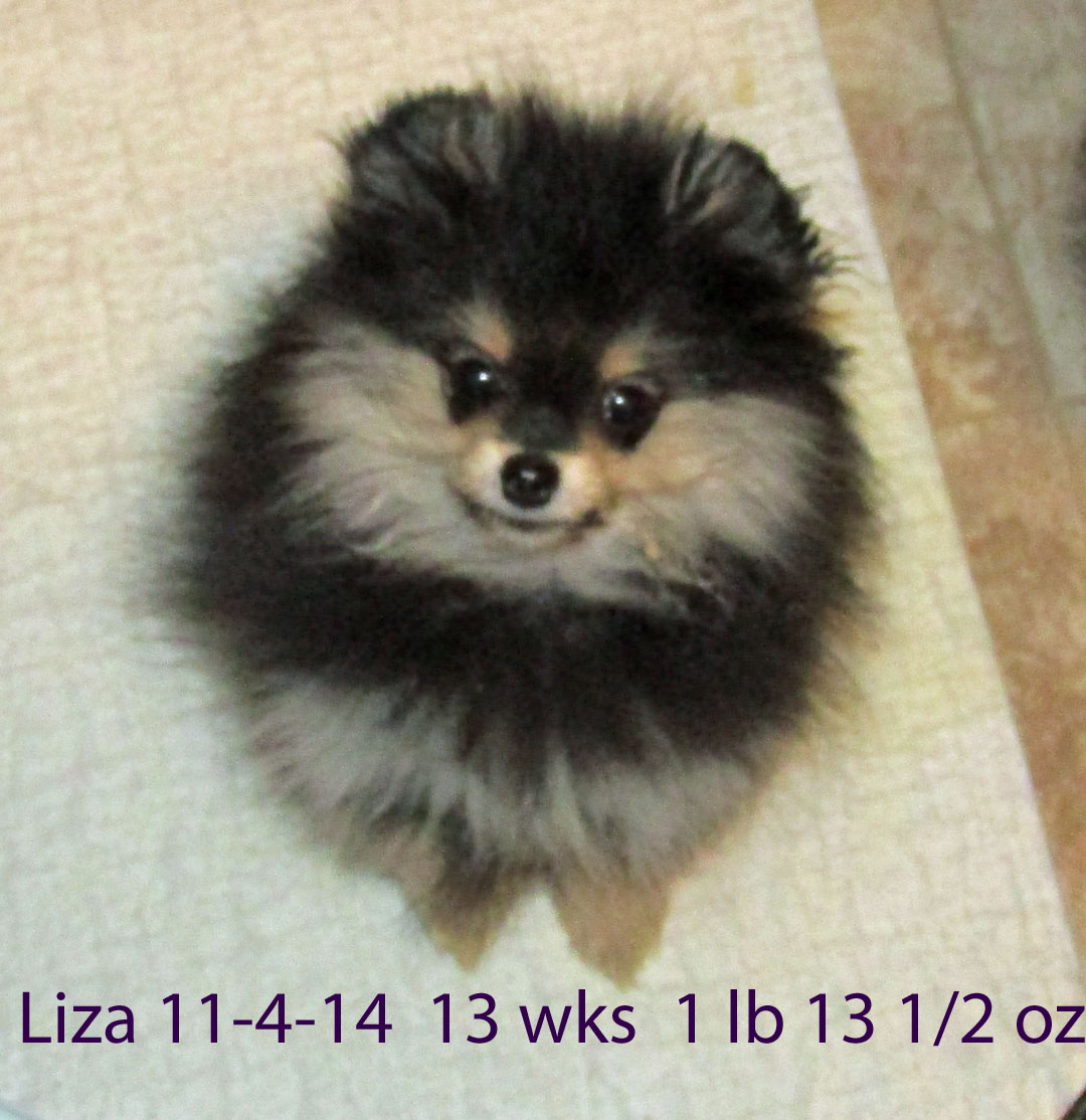 Liza11-4-1413wks.jpg"