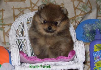 PuppyBrandi7wks.jpg (80826 bytes)