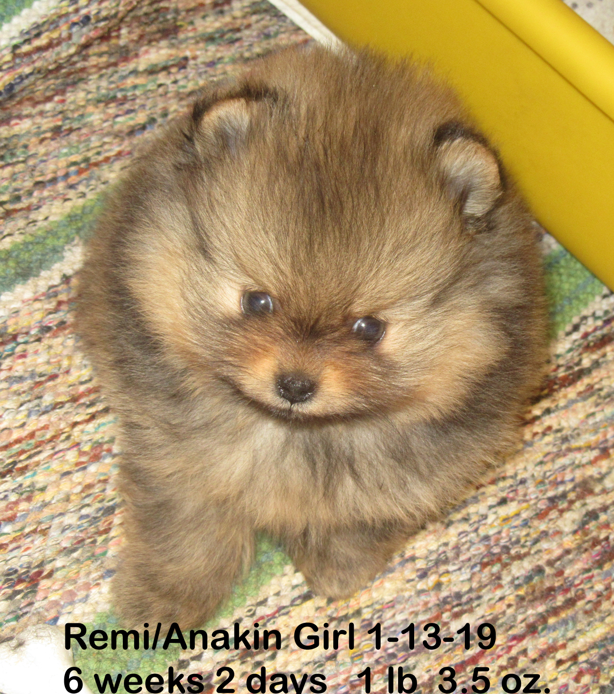 Remi-AnakinGirls-Jesa1-13-196wk2days.jpg (80826 bytes)