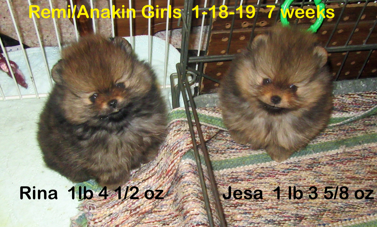 Remi-AnakinGirls1-18-197wks.jpg"