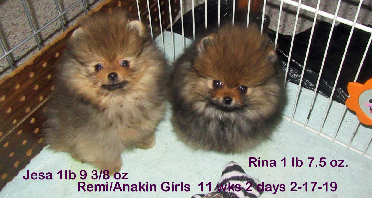 Remi-AnakinGirls2-17-1911wks2days.jpg"