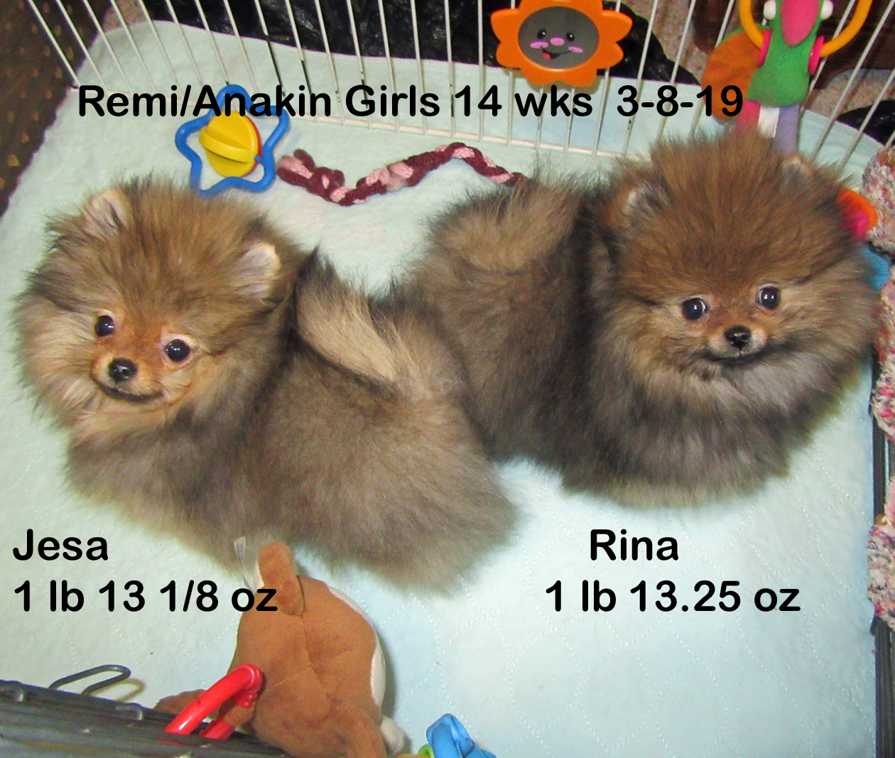 Remi-AnakinGirlsJesaandRina14wks3-9-19.jpg"