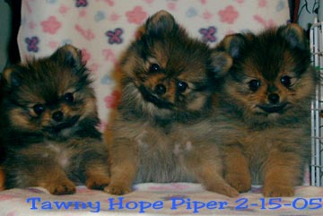 puppyTawnyHopePiper2-15-05.jpg (80826 bytes)